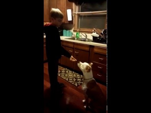 Dog Trick: Don't Trust the Dogcatcher!