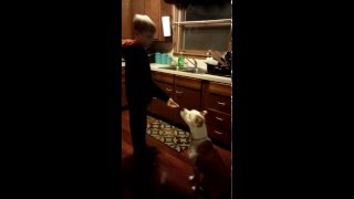 Dog Trick: Don't Trust the Dogcatcher!