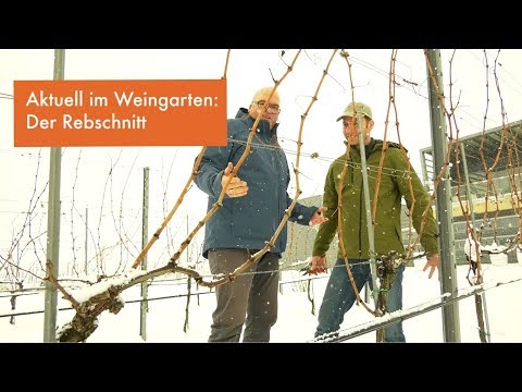 Der Rebschnitt im Winter ǀ VLog Weingut Esterhazy ǀ Episode 1