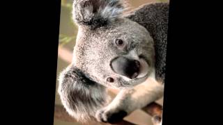 Dj Analyzer - Zwangsjacke der Liebe (paragod remix) HD