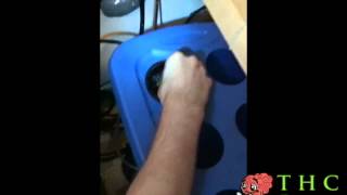 How to Plant Marijuana Seeds in a Hydroponic System - THC Digest