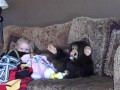 AFV Monkey Clip MP4