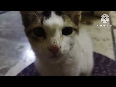 kritika is playing#  with her darling 🐈 kittens # ❤️ Fun 😊 time ##subscribe please 🥺#