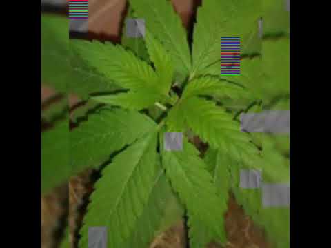 Rap hip hop mix lo mejor para fumar 🍁👽