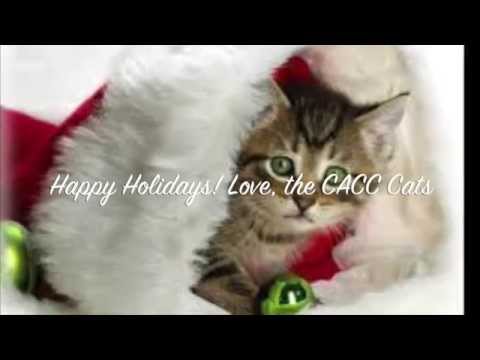 Foster a Homeless Cat for the Holidays!