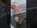 Video Thumbnail for That's not a bluegill ?!! #pike #fishing #shorts