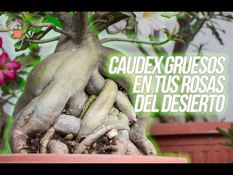 Discover how to thicken the caudex of your Desert Roses
