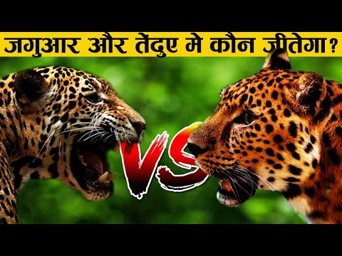 जगुआर और तेंदुए की लड़ाई में कौन  जीतेगा - JAGUAR VS LEOPARD WHO WILL WIN?