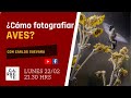 CÓmo Fotografiar AVES