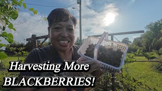My Garden Harvest Was Full Of Surprises!