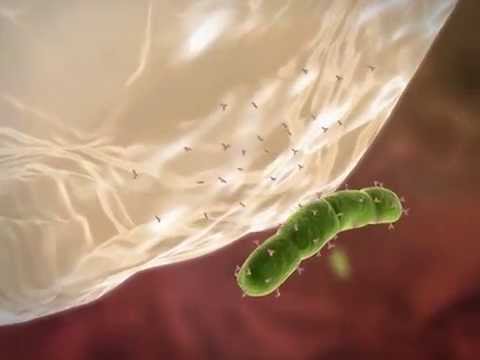 Phagocytosis: Learn@Visible Body