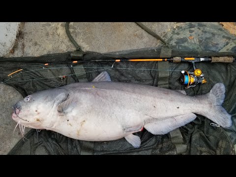 Big FISH on TINY Rods - Catching Early Spring Carp & Catfish