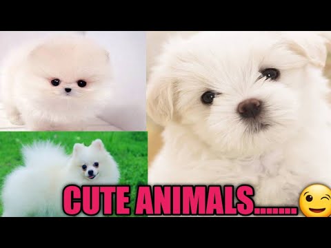 Baby Dogs- Cute and Funny Videos Complication #8|Risha smart and smile