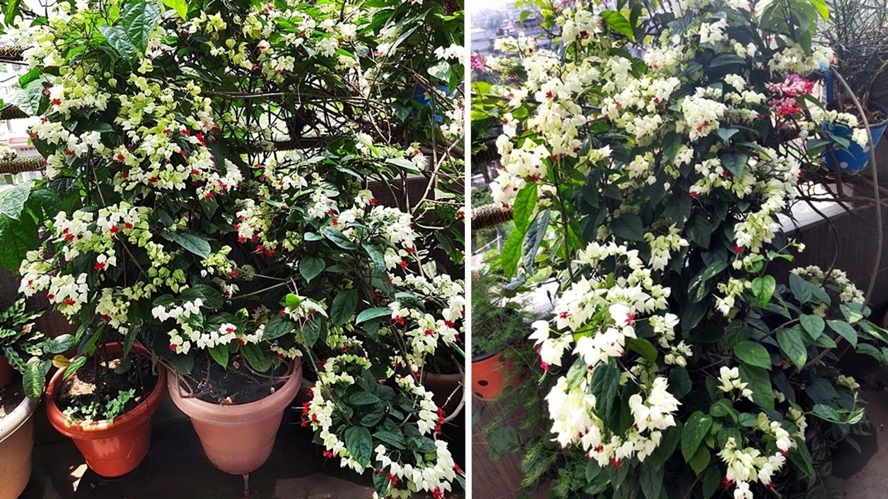 Watch: How I GET TONS of Flowers On Bleeding Heart Vine!