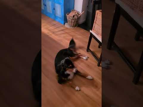 ZACO "Robbie" A9sPro Robot Vacuum Cleaner - TEST Drive