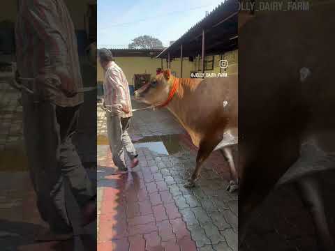 top  breed Jersey  cow|| top breed || top cow #dairy #animals #cow