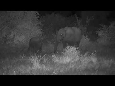 Djuma: Elephant and calf-Pt:1 - 20:02 - 04/12/21