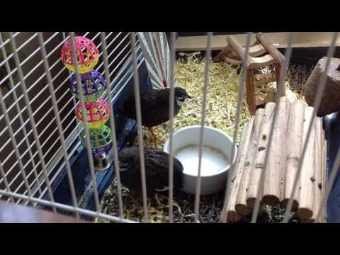 2 male button quail crowing with a growl