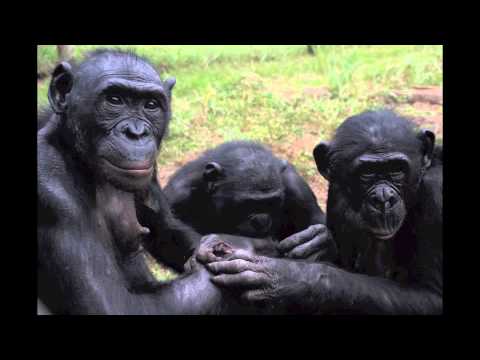 Living on Earth-Interview with Brian Hare