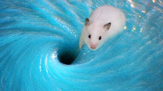Amazing Hamster Pool Adventure