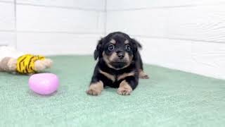 ハーフ犬の動画01