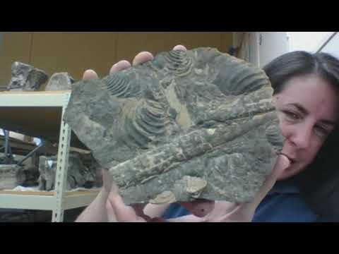 National Fossil Day 2020