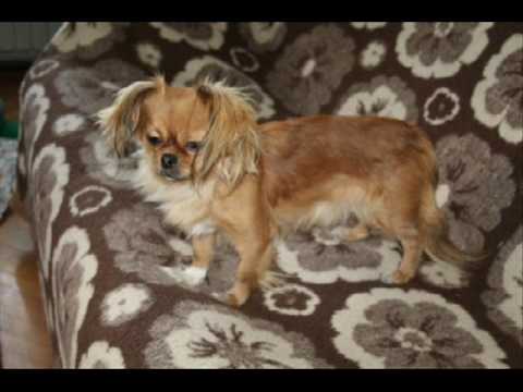 izlegni vido cudo da vidis (drs gi saro)