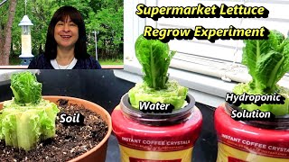 Regrowing Supermarket Lettuce Experiment: Soil vs. Water vs. Hydroponic Nutrients