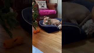 Video preview image #1 American Staffordshire Terrier Puppy For Sale in Holly Springs, NC, USA