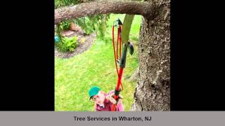 preview picture of video 'Tree Services Wharton NJ JP Tree Works Inc.'
