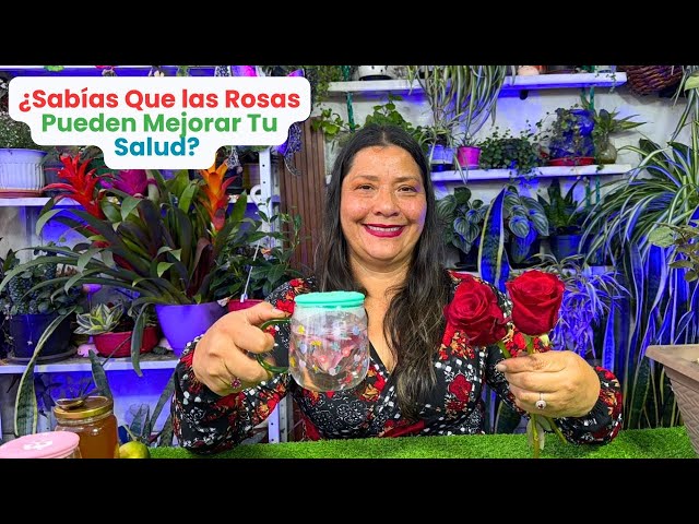 Vídeo relacionado con Plant Gift France Rose Buds, 50G/1.76oz, Pétalos de Rosa, Té de Hierbas Dulce, Alivio del Estrés y Mágico, Apoyo Inmune, No GMO, Sin Cafeína