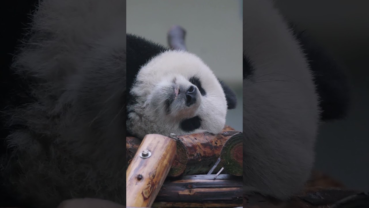 渝愛を見ていると、心がほっこりとする至福の時間です～