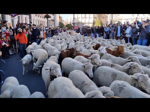 Madrid invasa da migliaia di pecore celebrano il diritto secolare dei pastori alla Transumanza