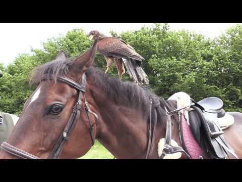 A day in the Life of the Dartmor Hawker