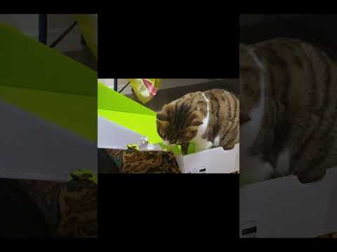 🐱My Big Cat Family  & Friends - Zwanzig #shortcat #short #shortvideo  #catsshortsvideo
