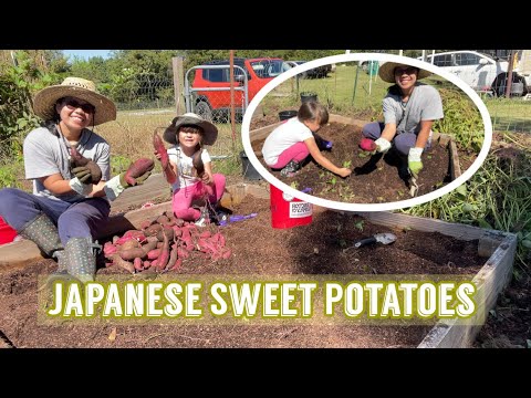 Harvesting Japanese Sweet Potatoes | Elise Swanson