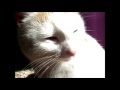 кошачьи мурлыканья 