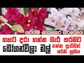 බෝගන්වීල මල් ගසට හොඳම පොහොර මිශ්‍රණය �