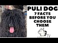 Before You Buy A Dog THE PULI DOG 7 Facts To Consider DogCastTV