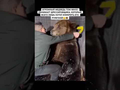 БУРЫЙ МЕДВЕДЬ НЕ ПОНЯЛ ИЗМЕРЕНИЙ И СТАЛ ЛАСКОВО ЛИЗАТЬ И ОБНИМАТЬ ЧЕЛОВЕКА #рек #медведь#животное