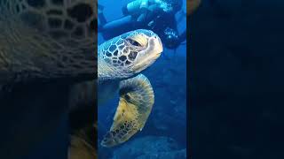 Environmental Science Final Project (Endangered Animals) 🥺😭