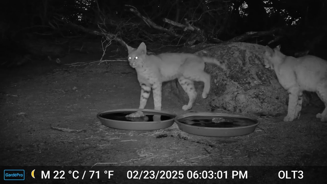 S3E10: The bobcat adventures continue with Momma and Honey at the water station