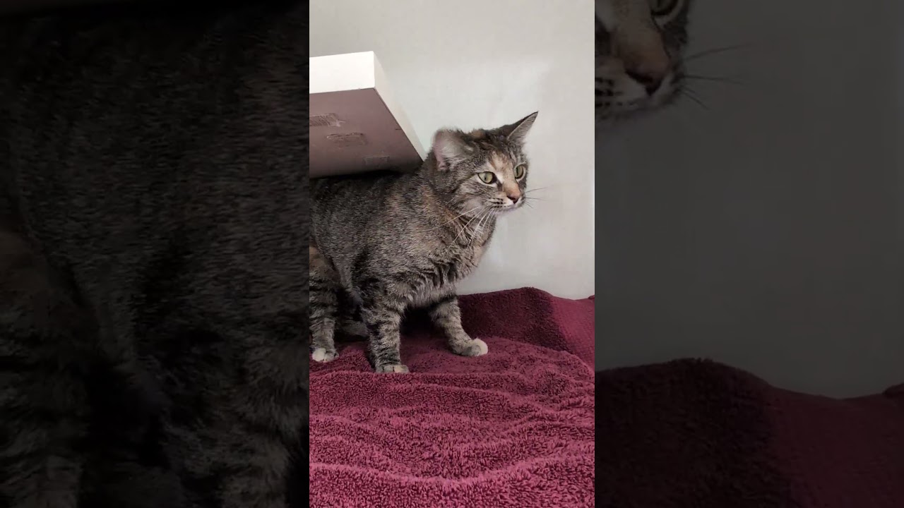 Enlarge CLOVER, a Adoptable mixed breed in Carroll, OH video 4/4