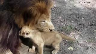 The Lion and The Baby Playing.