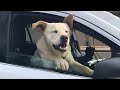 Funny Dogs And Cats Videos 2024 😅🐶 Best Funniest Animal Videos Of The Week