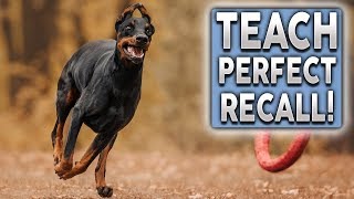 How To Teach PERFECT Recall! Stop Your Dog Ignoring You Off Leash!