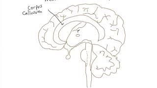 Schneid Guide to Diencephalon, Brainstem, and Cerebellum