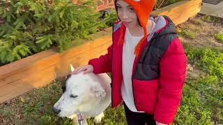 Video preview image #1 Mutt Puppy For Sale in Woodbury, NY, USA