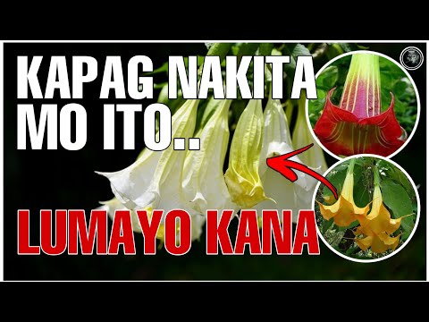 MAPANGANIB NA HALAMAN | TALAMPUNAY | ANGELS TRUMPET | Bhes Tv