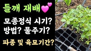 들깨 모종 심기???? 시기? 방법? 물주기? ???? 파종 및 육묘기간은?